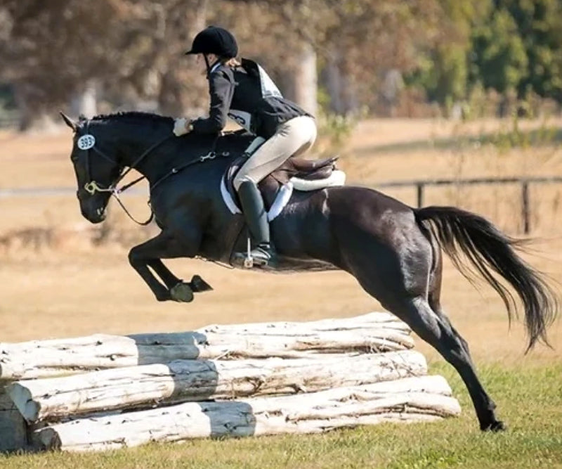 Get your Horse Ready for the Retired Thoroughbred Makeover