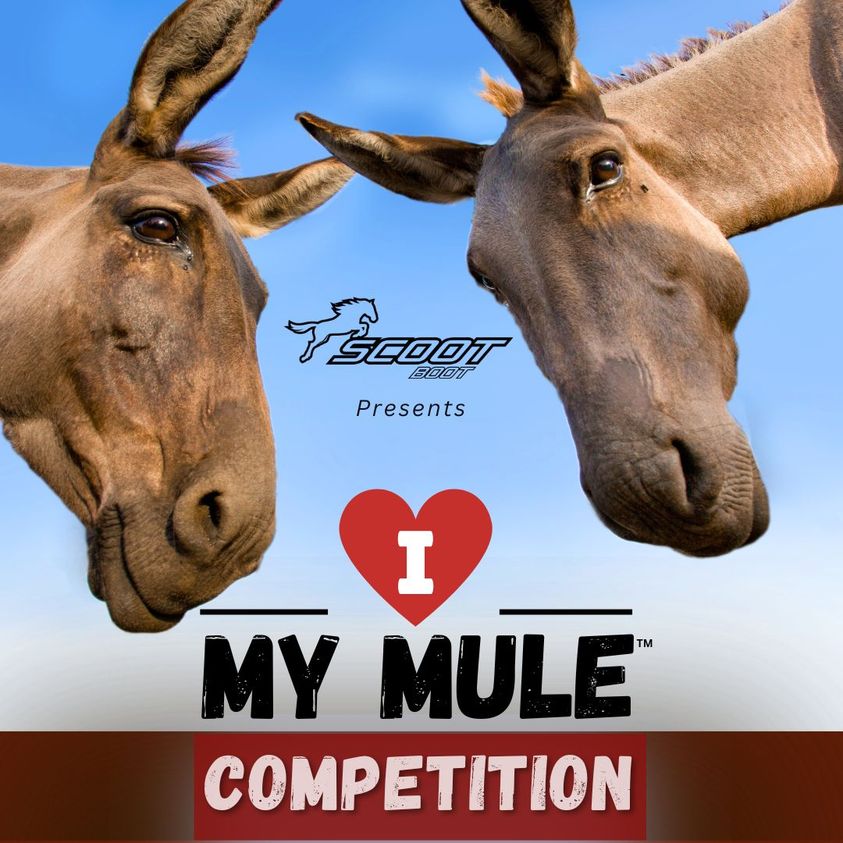 Scoot Boot launches global mule competition