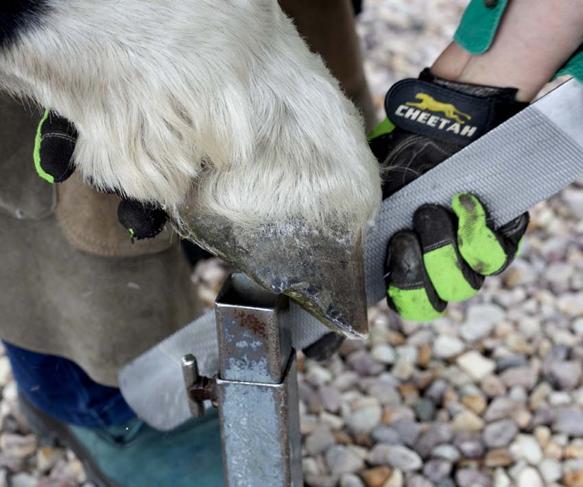 Does your Horse need Hoof Boots?