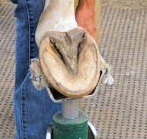 Do Your Horse's Hooves REALLY Need Trimming?