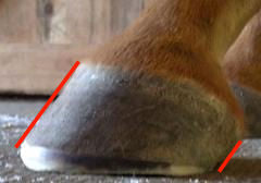 Trimming Hooves for Heel Height and Vertical Toe
