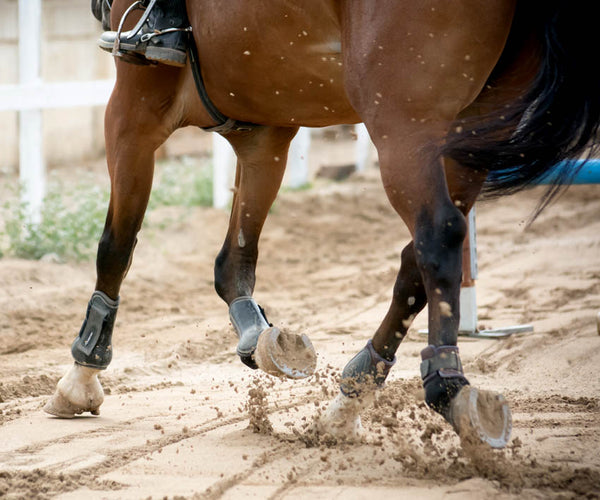 A horse in metal shoes trotting through a sand arena 