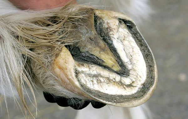 how to treat thrush in horses hooves