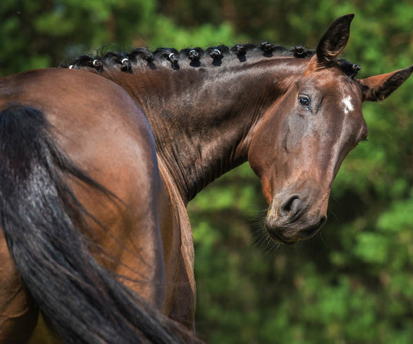 A black and brown horse with a braided mane making a funny face