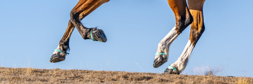 How Foot Soreness Impacts the Entire Horse’s Body