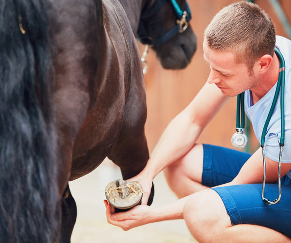 hoof boots for pedal osteitis in horses