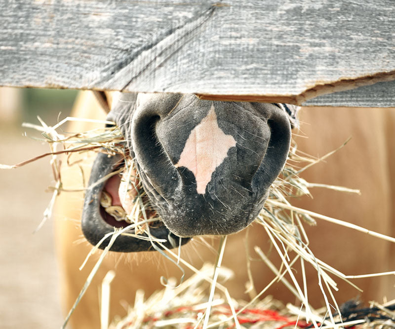 What to Feed your Horse to Improve Hoof Health and Soundness