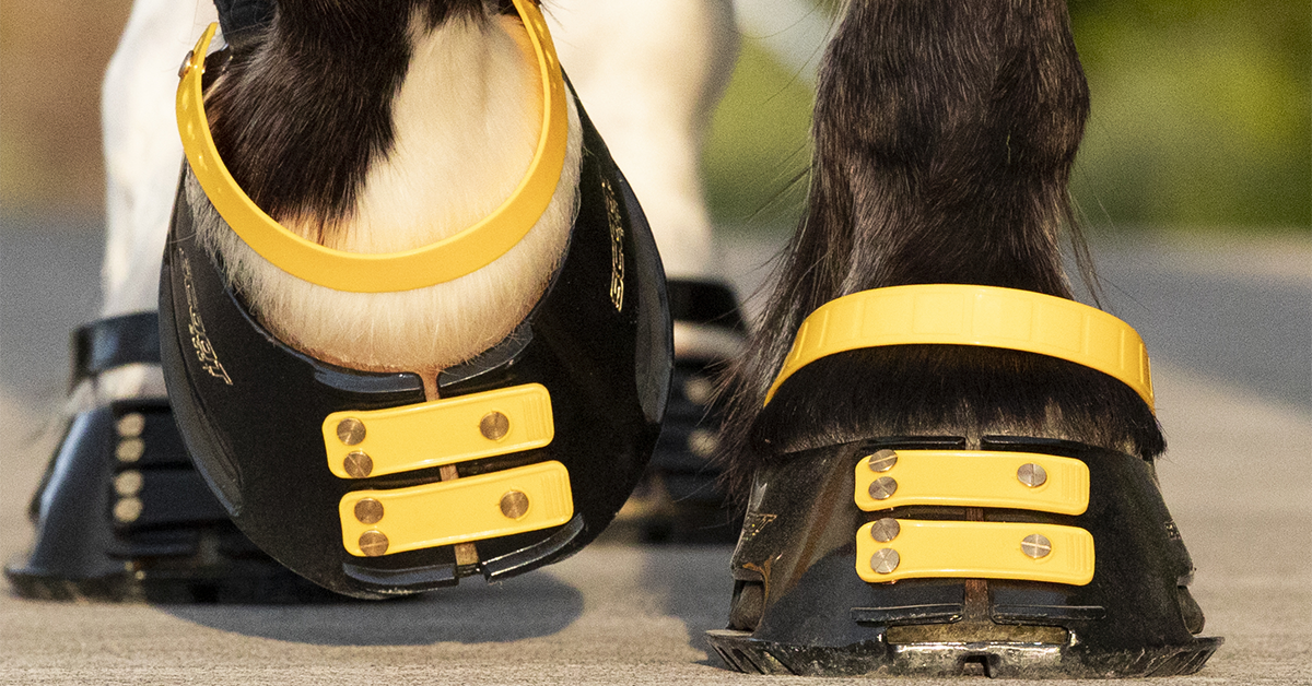 Experts in Horse Hoof Boots and Horse Boots - Scootboot